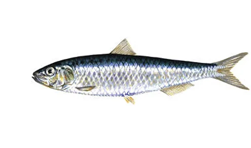 Hausse des importations de sardines en 2012
