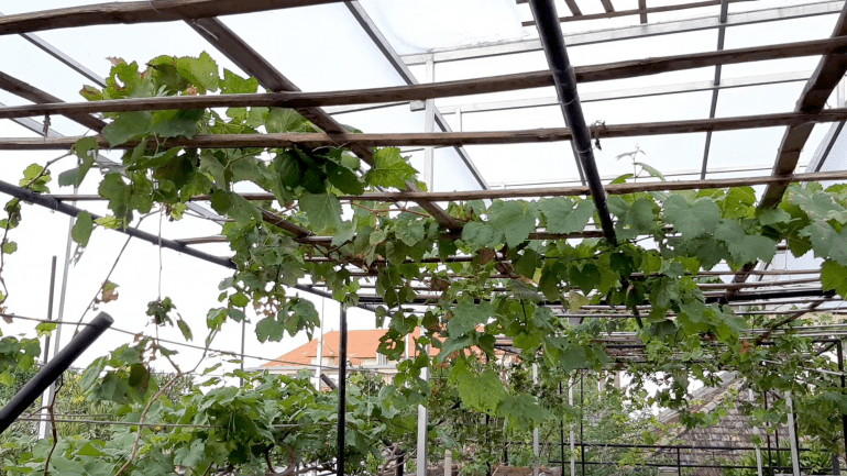 Pembentukan Tajuk Anggur Pembentukan Tajuk Anggur