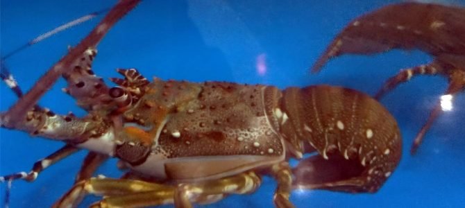 Lobster Hidup