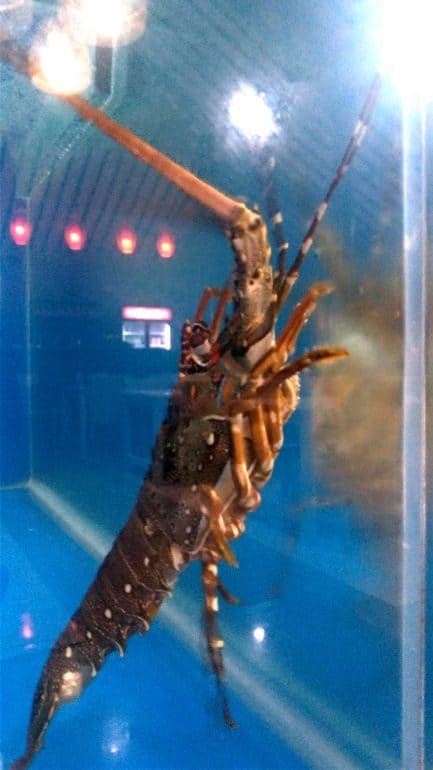 live lobster in water tank
